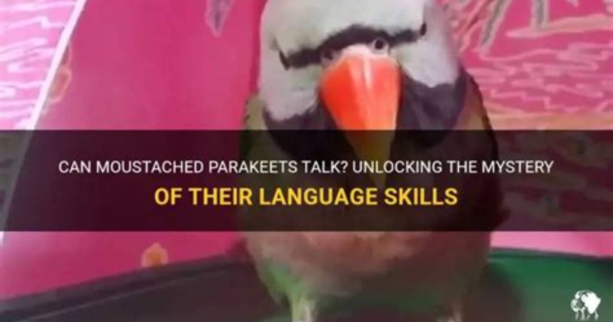 Do Moustached Parakeets Talk?