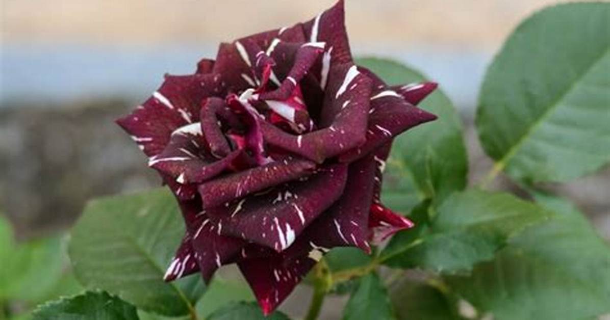 Do Multi Color Roses Exist?