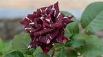 Do Multi Color Roses Exist?