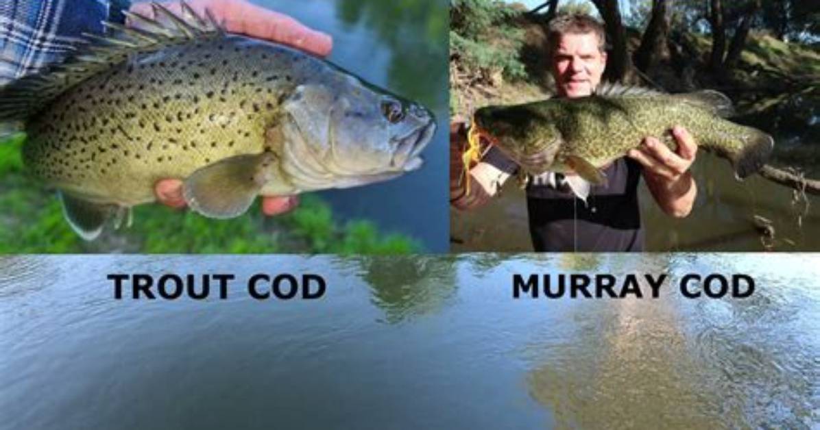 Do Murray Cod Eat Carp?