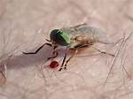 Do Mydas Flies Bite?