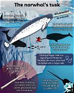 Do Narwhals Have Teeth?