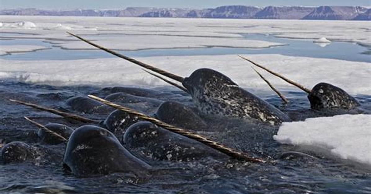 Do Narwhals Still Exist?