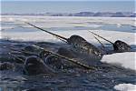 Do Narwhals Still Exist?