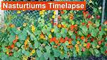 Do Nasturtiums Spread