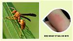 Do Native Wasps Sting?