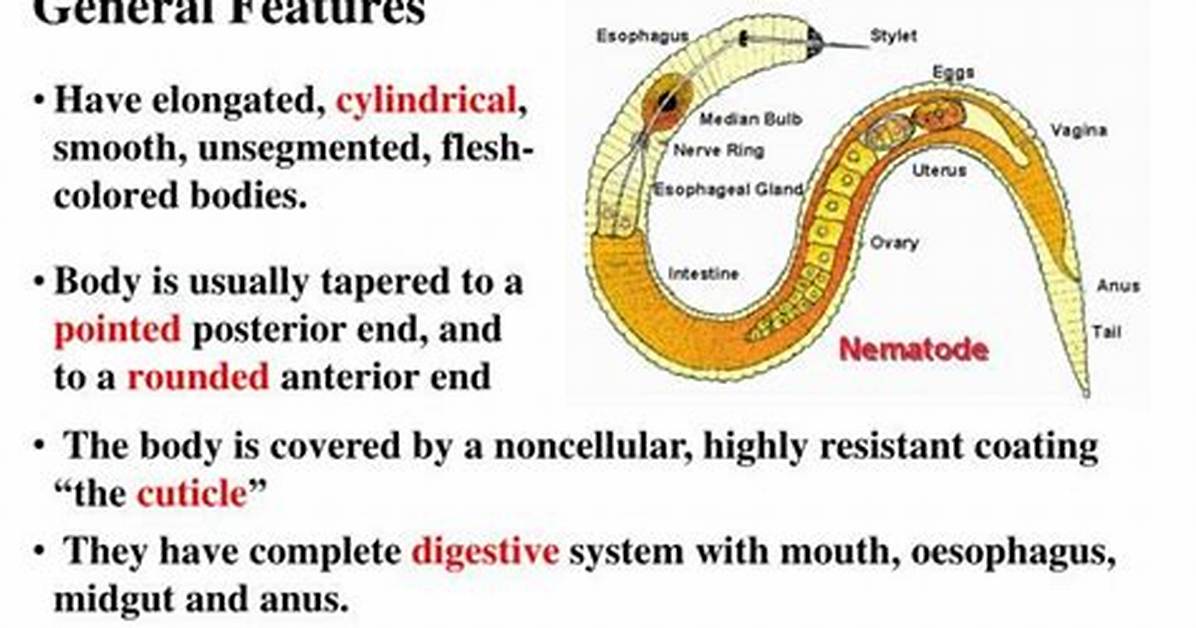 Do Nematodes Have Segmentation?