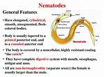 Do Nematodes Have Segmentation?