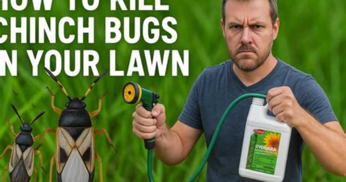 Do Nematodes Kill Chinch Bugs?