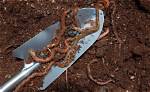 Do Nematodes Kill Earthworms?