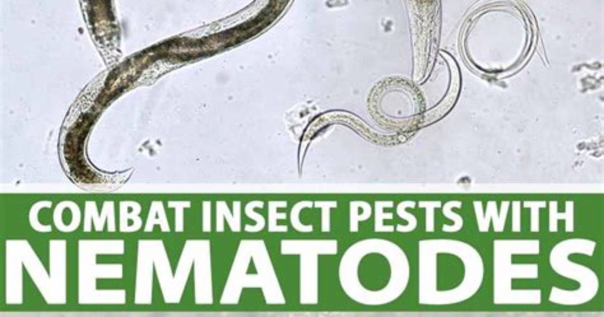 Do Nematodes Kill Flies