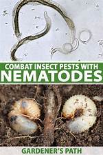 Do Nematodes Kill Flies