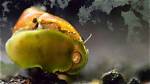 Do Nerites Eat Algae?