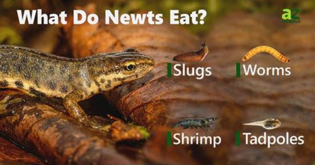 Do Newts Eat Froglets?