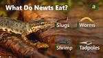 Do Newts Eat Froglets?
