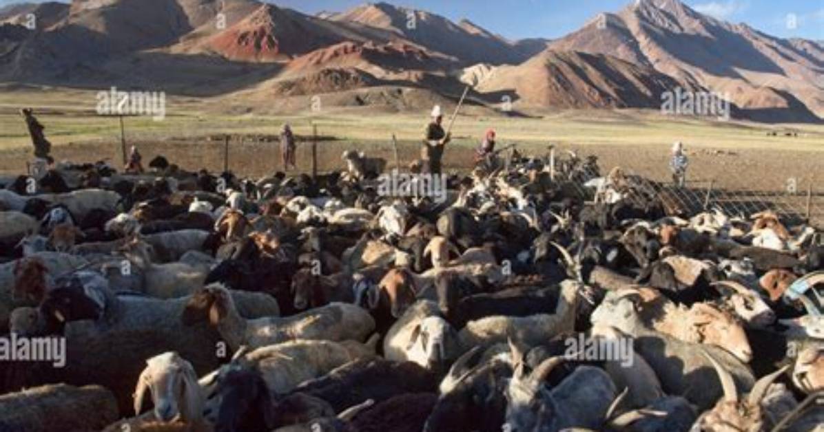 Do Nomadic Herders Move?