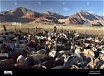 Do Nomadic Herders Move?