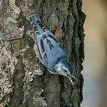 Do Nuthatch Birds Migrate?
