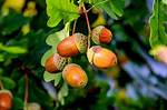 Do Oak Trees Bear Fruit?