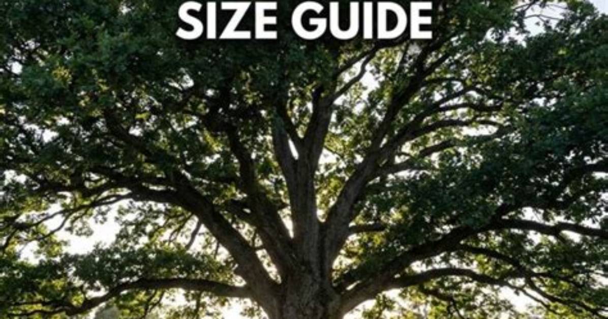 Do Oak Trees Get Big