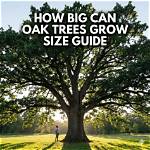 Do Oak Trees Get Big