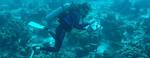 Do Oceanographers Study the Ocean?