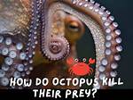 Do Octopus Kill Their Mates?