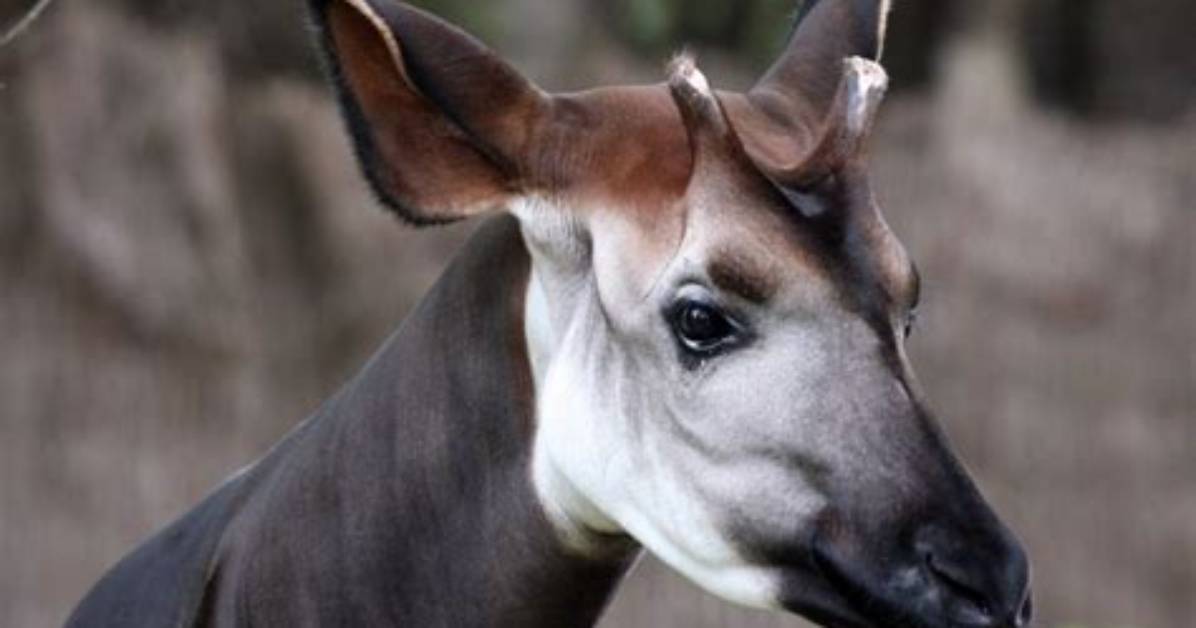 Do Okapi Have Horns?