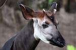Do Okapi Have Horns?