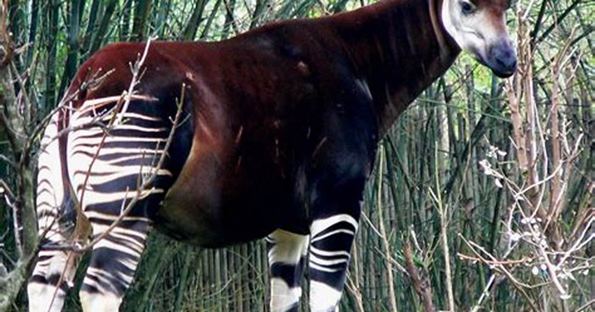 Do Okapis Have Predators?