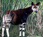 Do Okapis Have Predators?