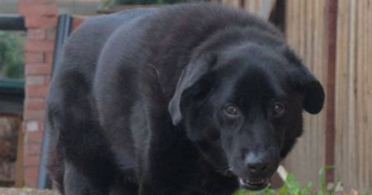 Do Old Dogs Get Disoriented?