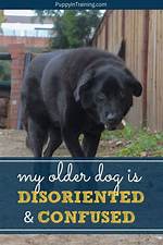 Do Old Dogs Get Disoriented?