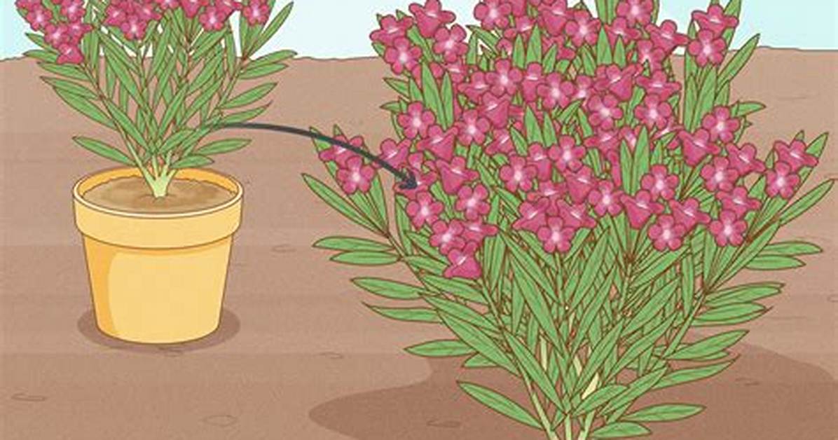 Do Oleanders Grow Fast?