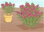 Do Oleanders Grow Fast?