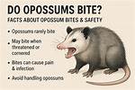 Do Opossums Bite