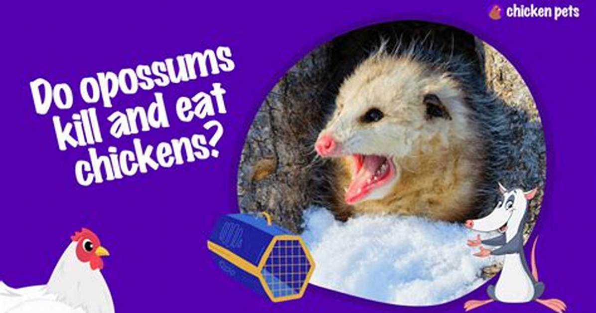 Do Opossums Kill Chickens?