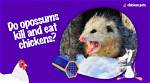 Do Opossums Kill Chickens?