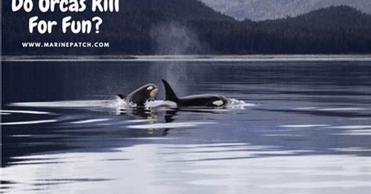 Do Orcas Kill for Fun?
