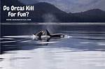 Do Orcas Kill for Fun?