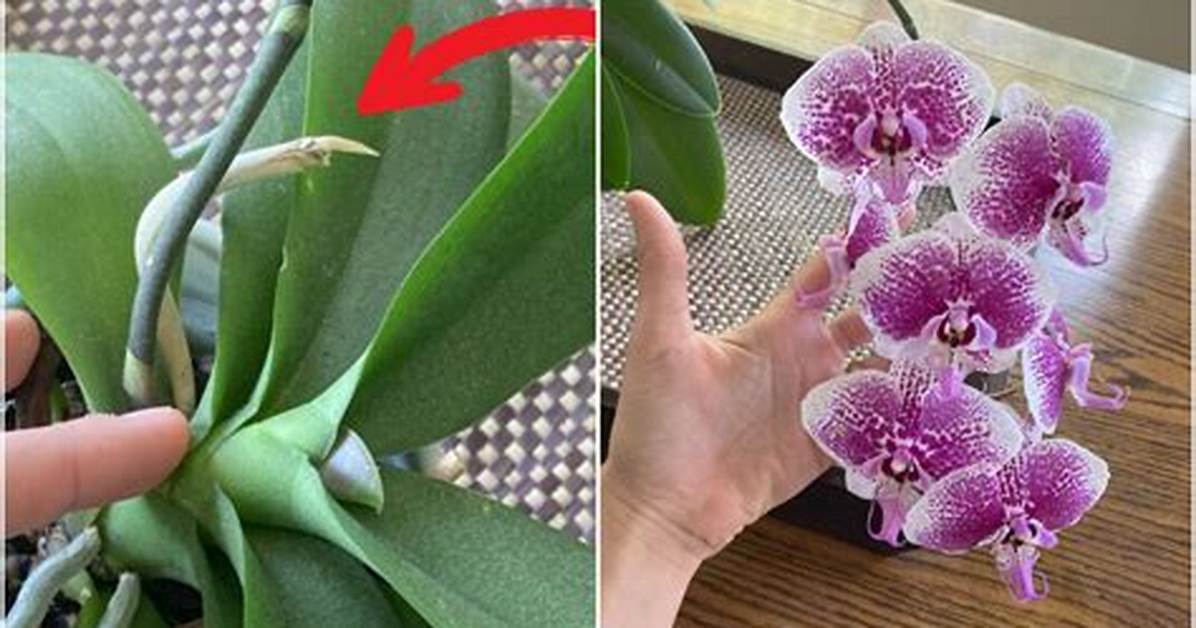 Do Orchids Bloom Again?