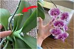 Do Orchids Bloom Again?