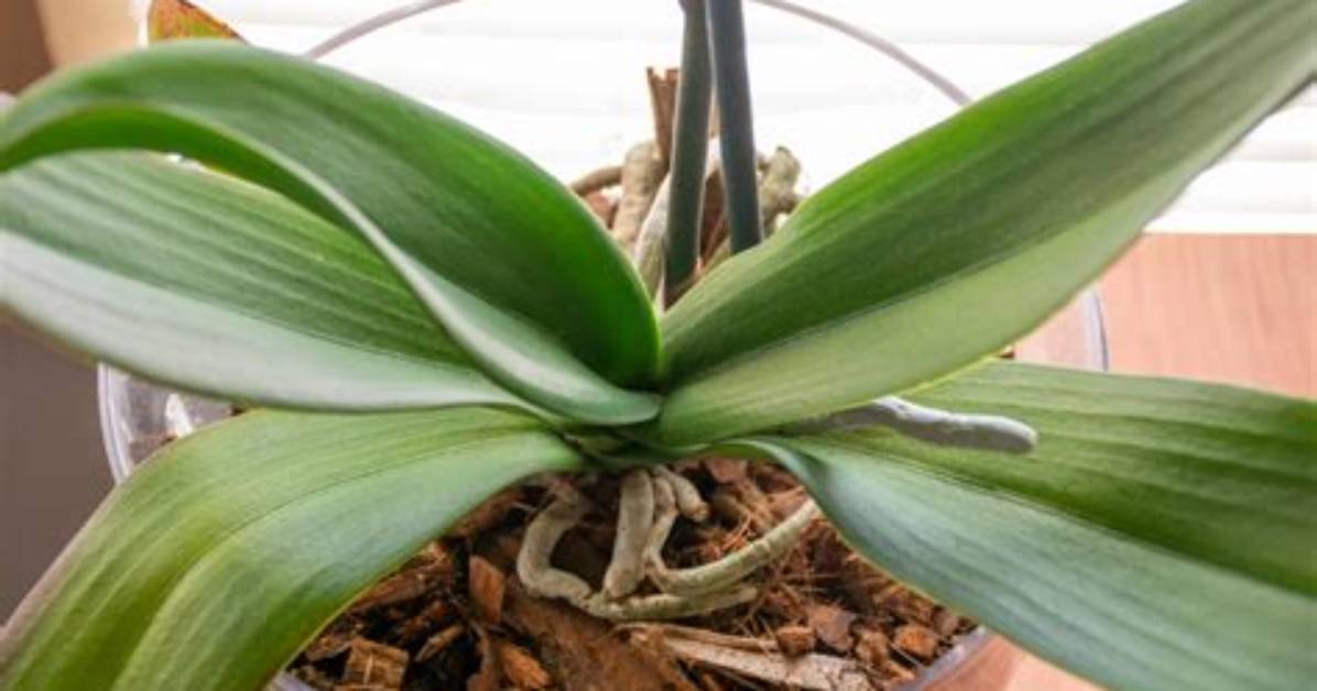 Do Orchids Dry Well