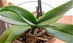Do Orchids Dry Well