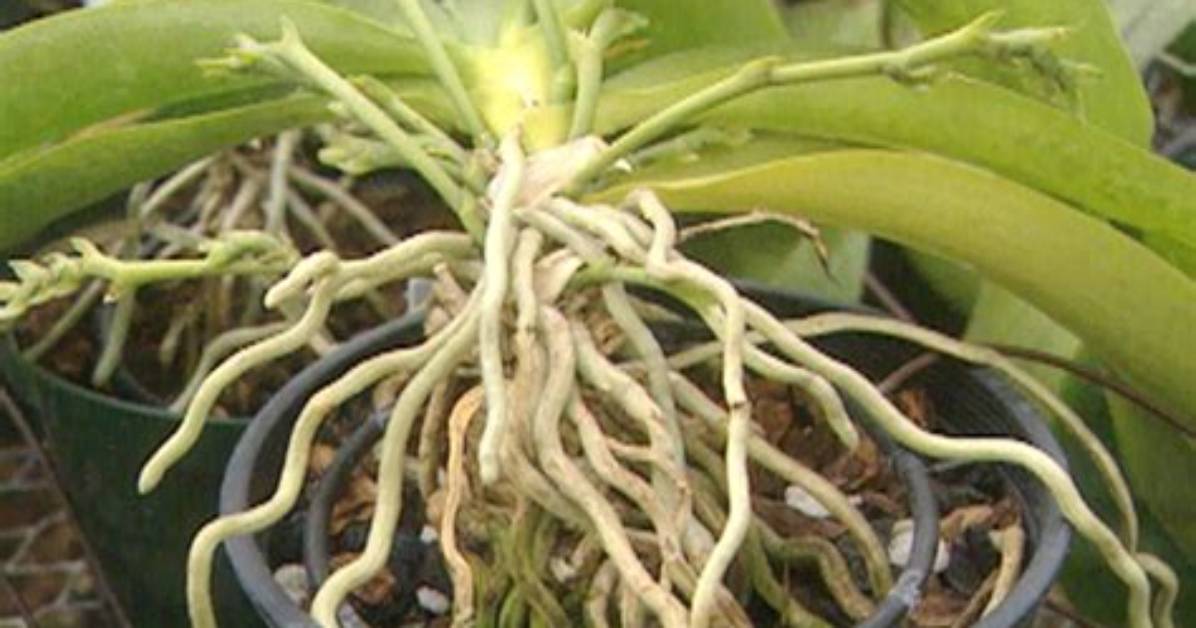 Do Orchids Grow Back?