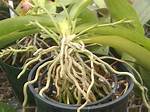 Do Orchids Grow Back?