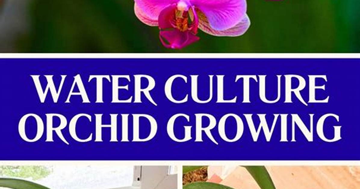 Do Orchids Like Moss