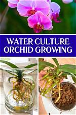 Do Orchids Like Moss