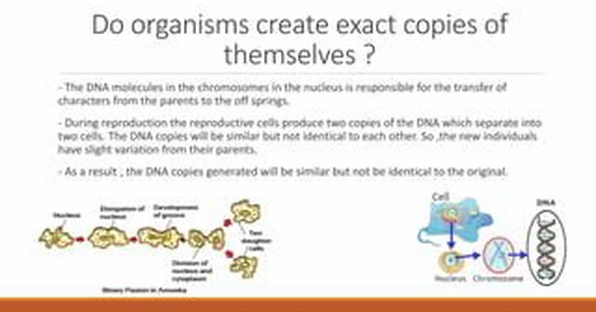 Do Organisms Create Exact Copies?