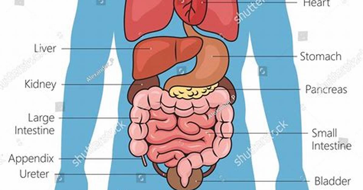 Do Organs Need Tuned?